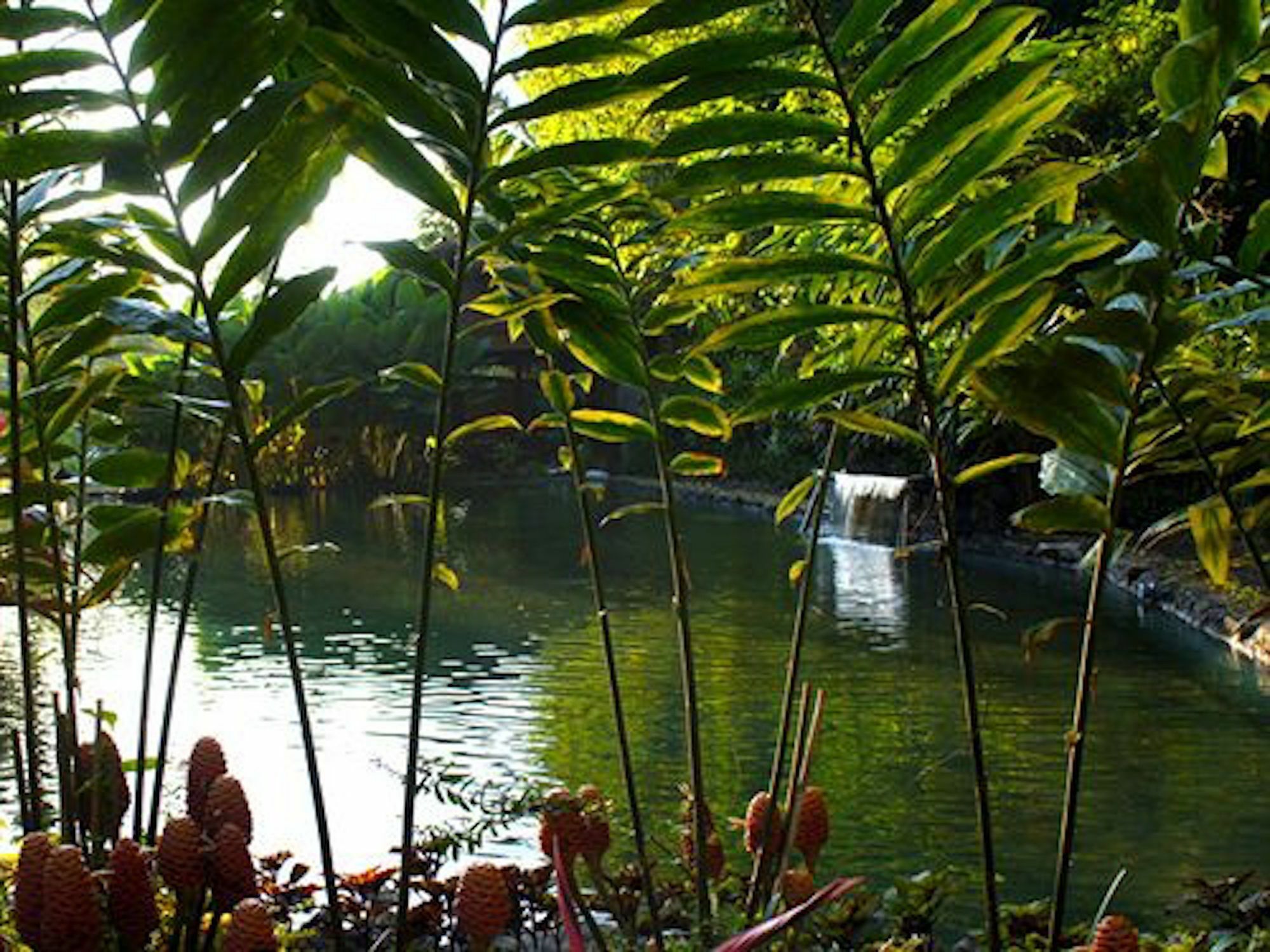The Aura Shanti Retreat Baturiti Екстер'єр фото